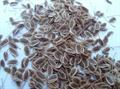 Dill